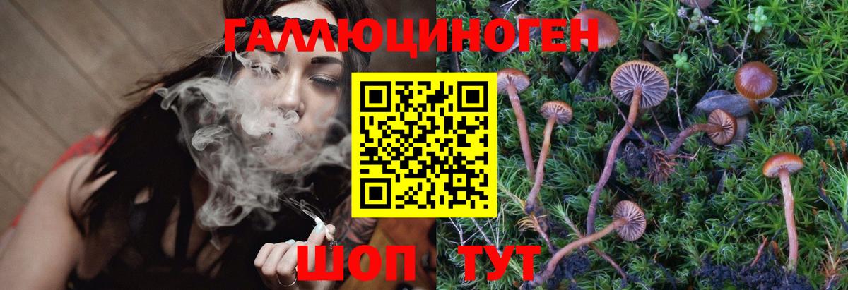 Псилоцибиновые грибы Psilocybe Красноуфимск